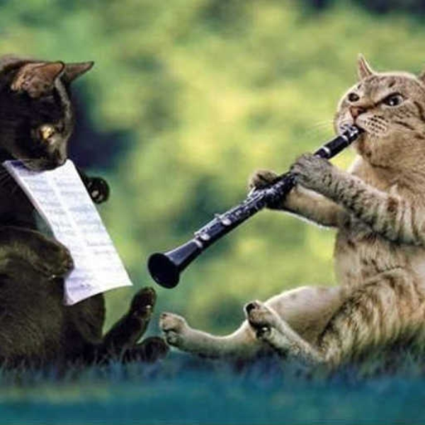 Music Cats
