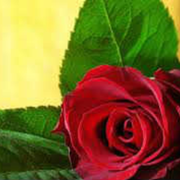 My Love For You