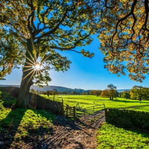 Sunlight