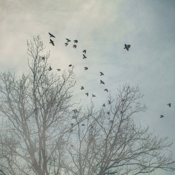 The Trees Talk ///ATD22 