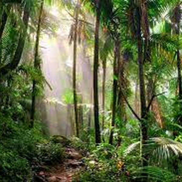 Jungle