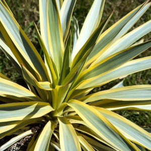 Yucca