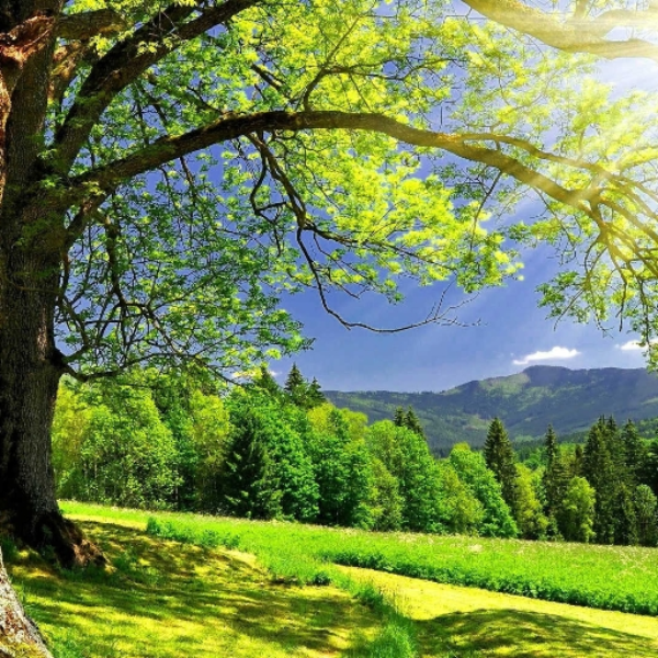 Nature Walk