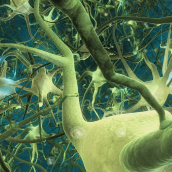 neurorape project