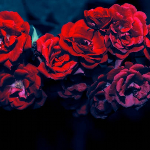 Blood and Roses (made on FL)