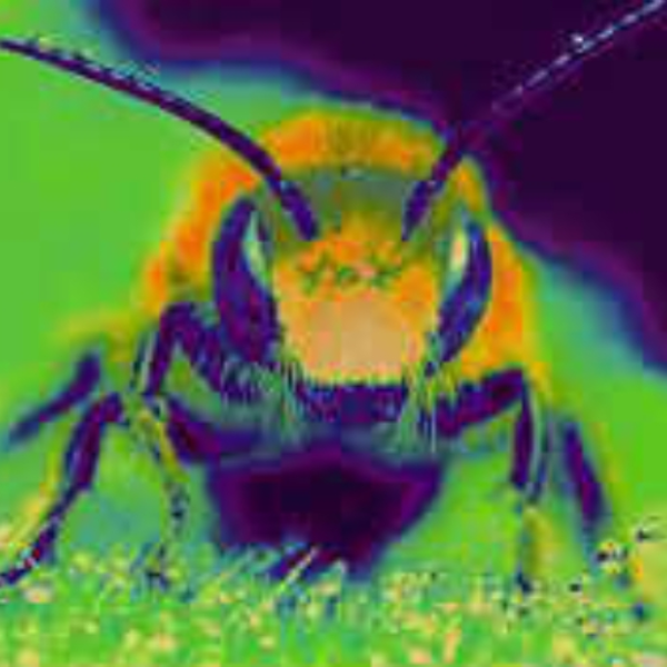 Not the Bees