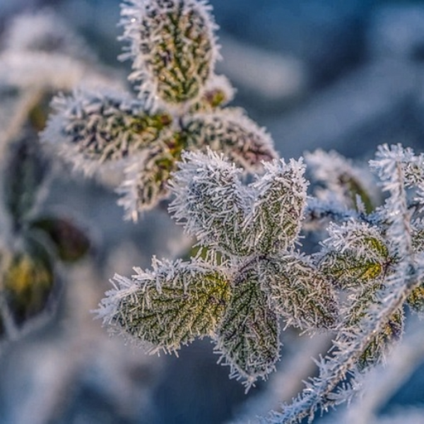 Wintertide (OLD)