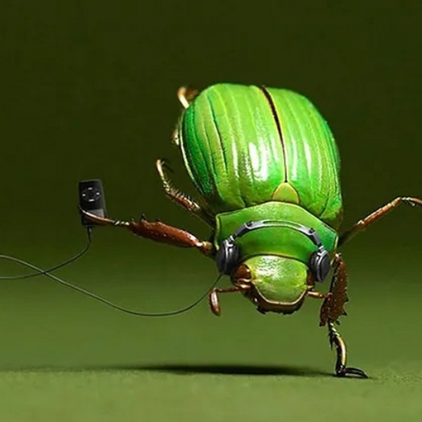 beetle beat (wip) 3.6 (regress cuz bs)