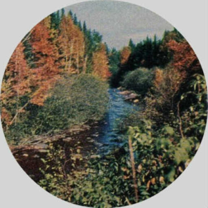 Nullah