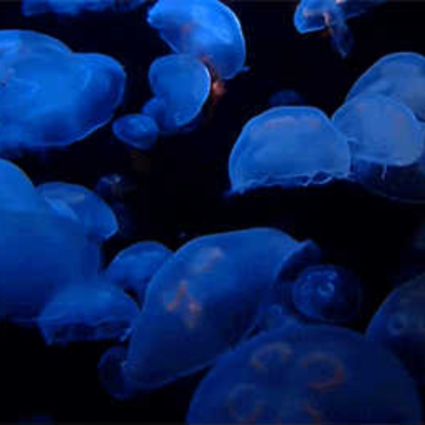 ocean