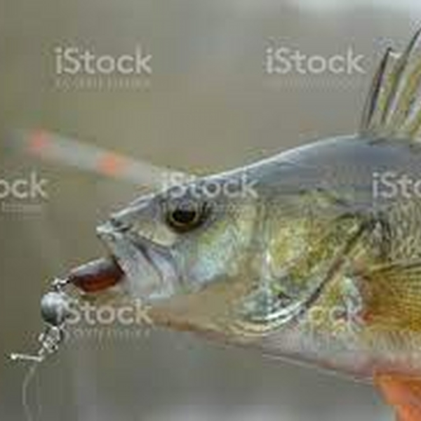 dj keego remix fishy angler 52