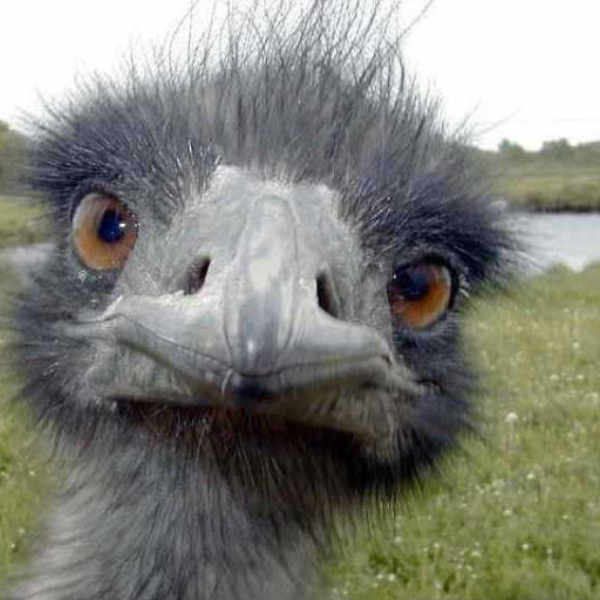 On The Ostrich Farm