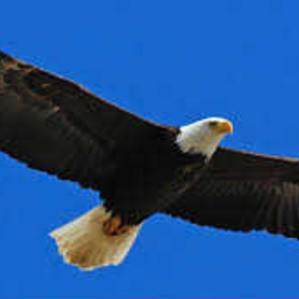 On Wings Like Eagles