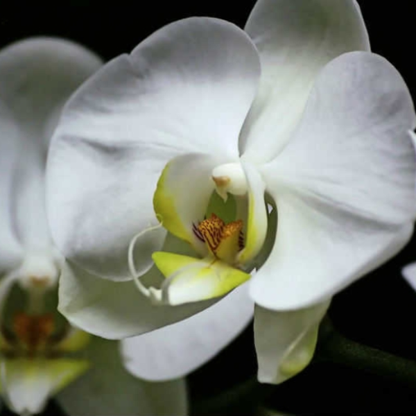 Orchidea