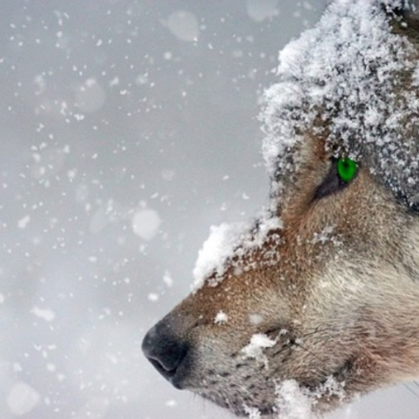 Snowfire wolf