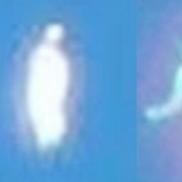 ?who?rots?