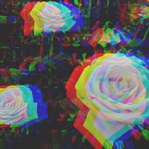 R O S E S