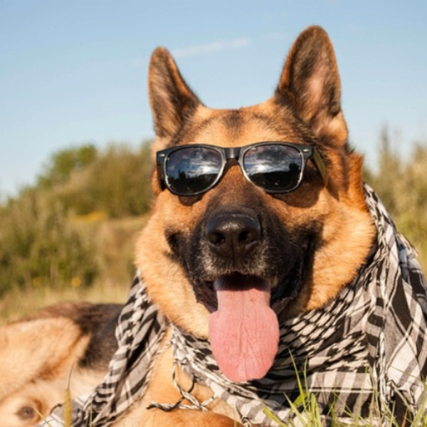 cool dude