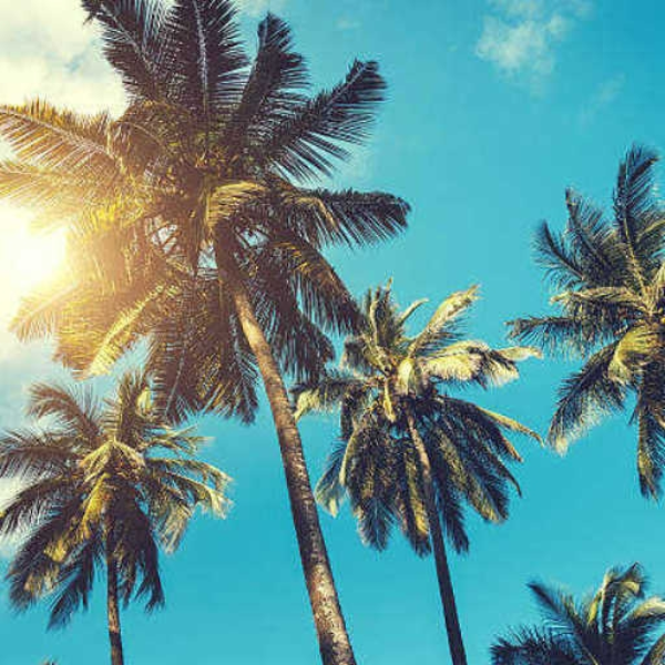 palm trees vs me