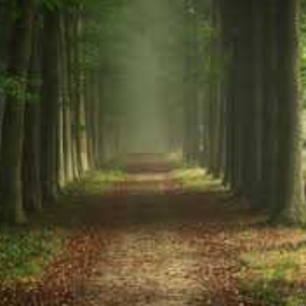 Path Through LIfe