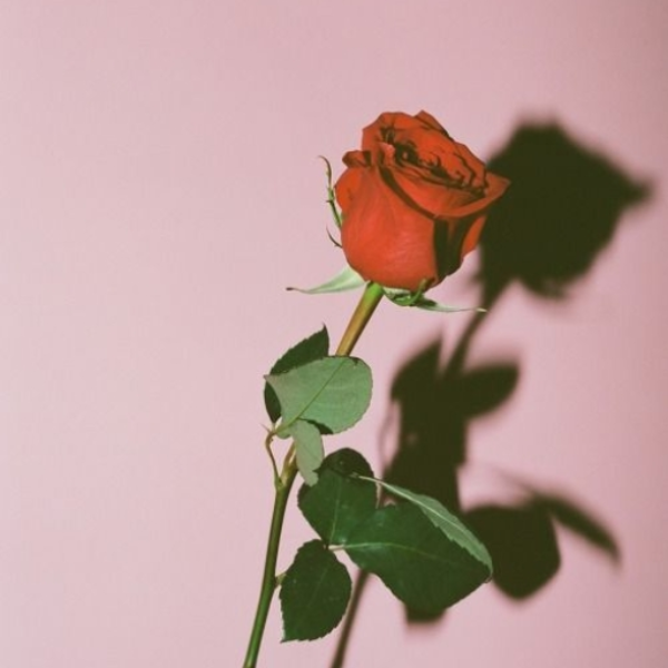 R O S E 2