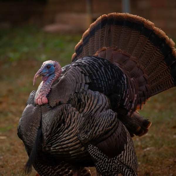Turkey