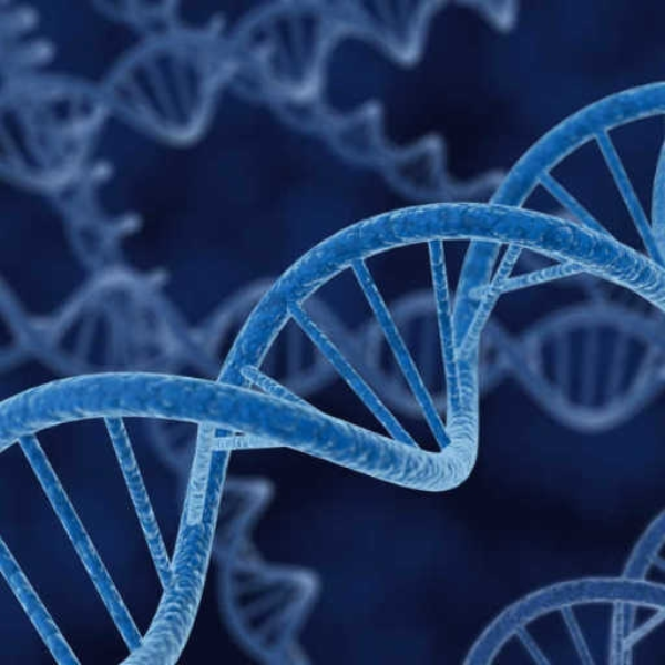 Pelzhof, Muller & Motta - DNA