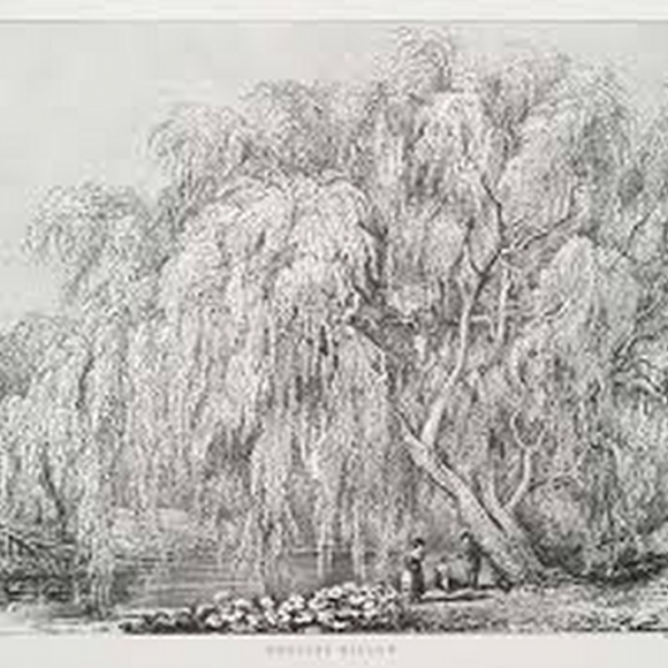 WILLOW