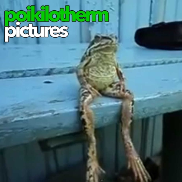 Poikilotherm Pics jingle