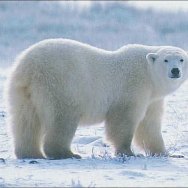polar Bear music