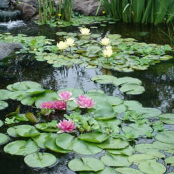 pond