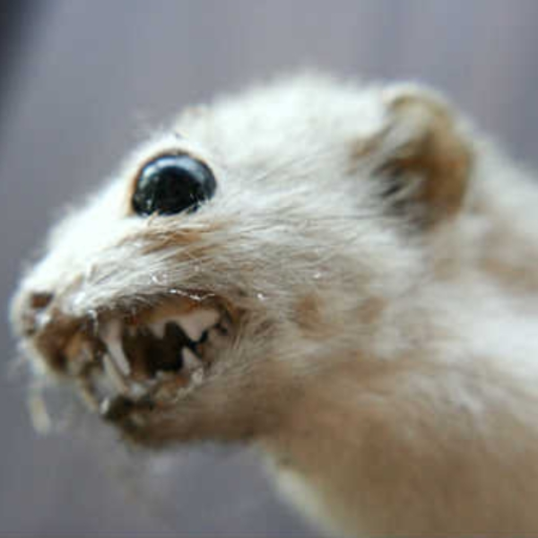 Pop Goes The Weasel