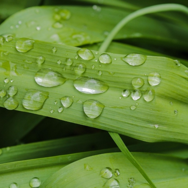 Morning rain