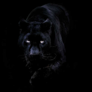prowler