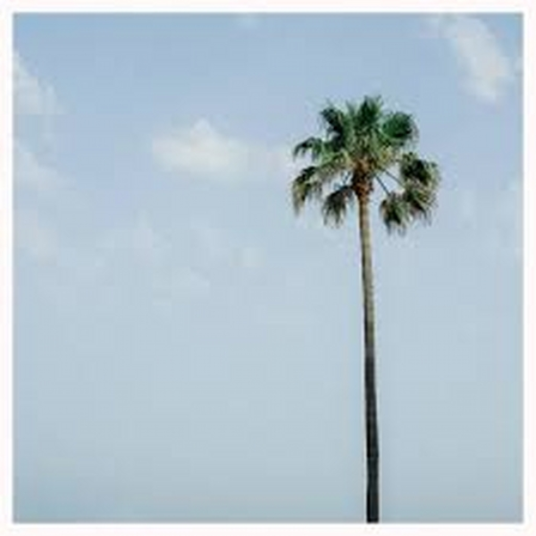 Palm beach