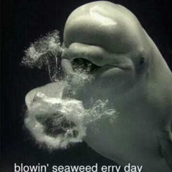 Pure Edgy