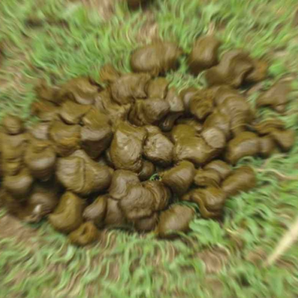 pure manure (man you are pure)