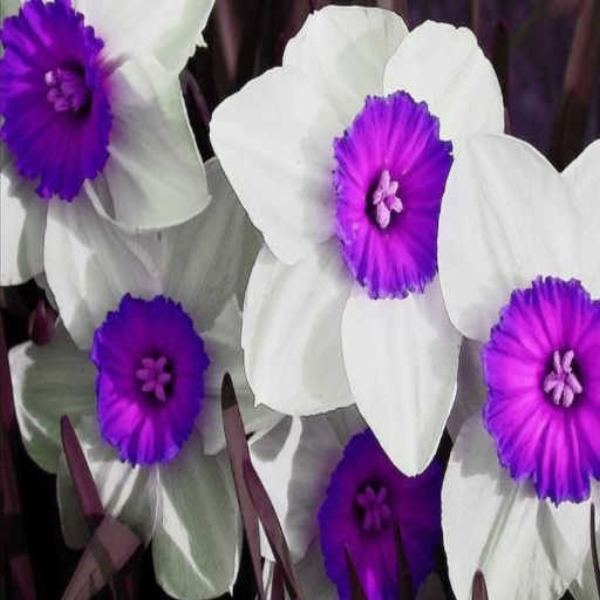 Purple Daffodils w. hvd