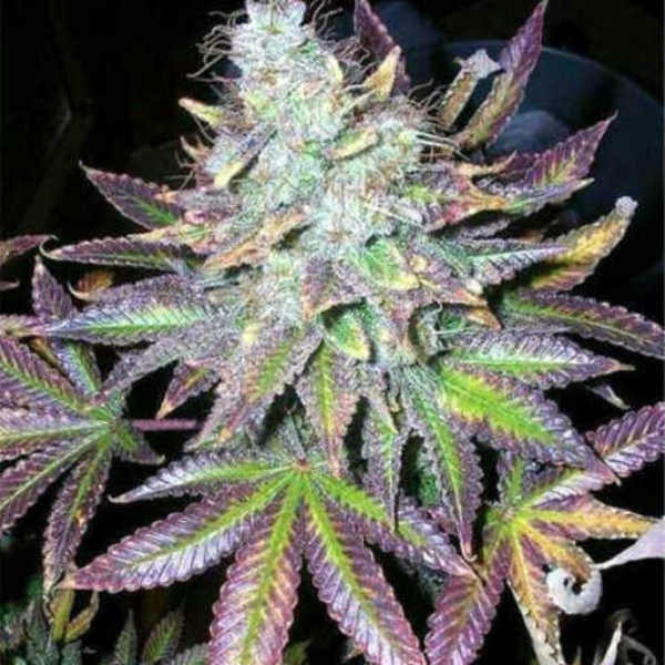 Purple Dream