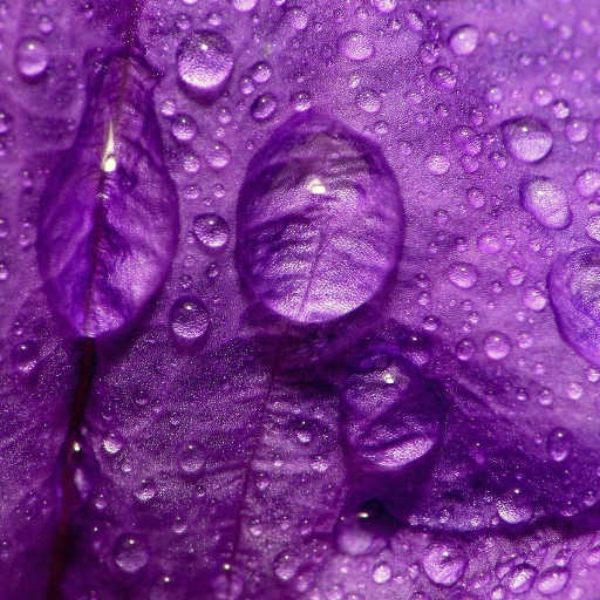 Purple Rain w/Steezy Jake