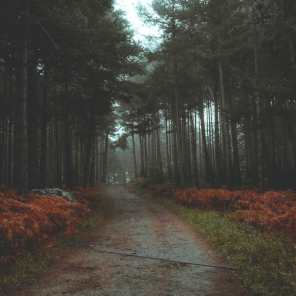 Forest 16
