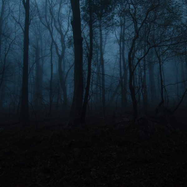 Dark Forest  1
