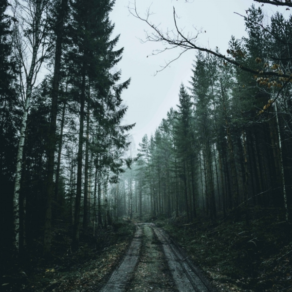 Forest 23