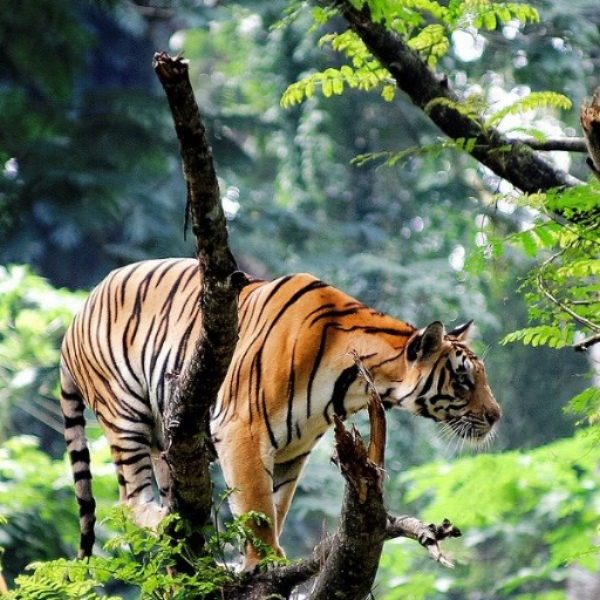 jungle