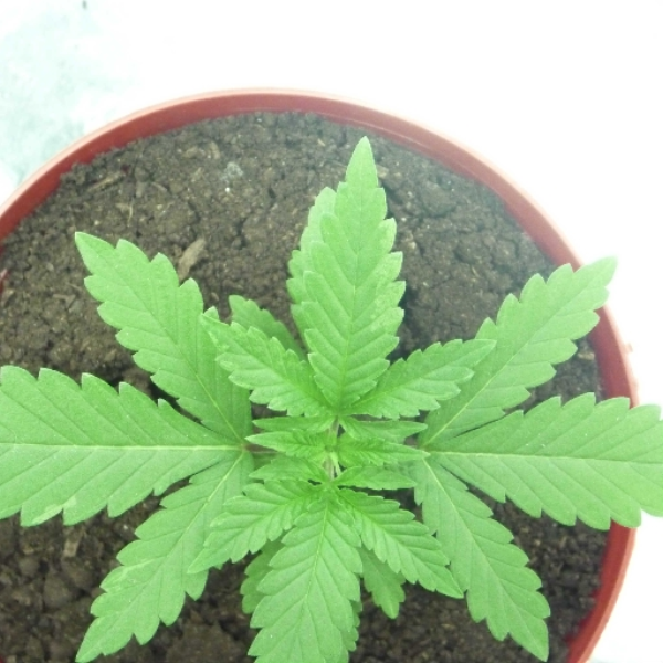 Quick High