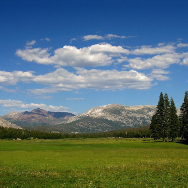 The Meadows