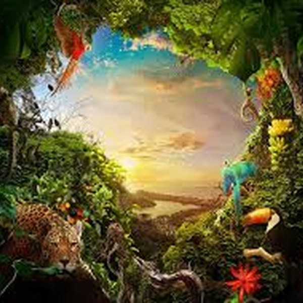 Bored Jungle