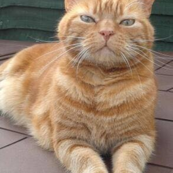 (NOT DONE) Ginger Cat