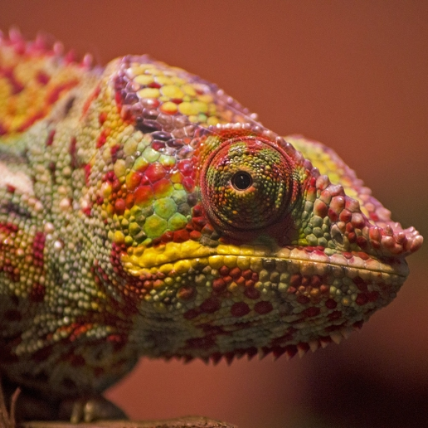 colorful