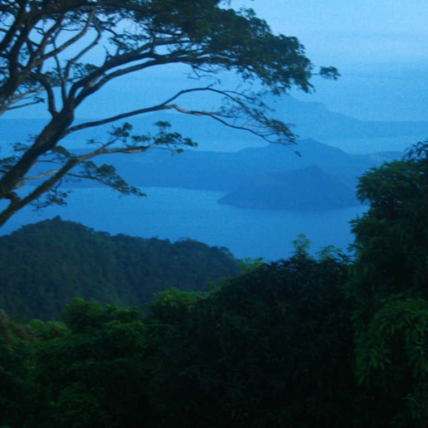 rainforest